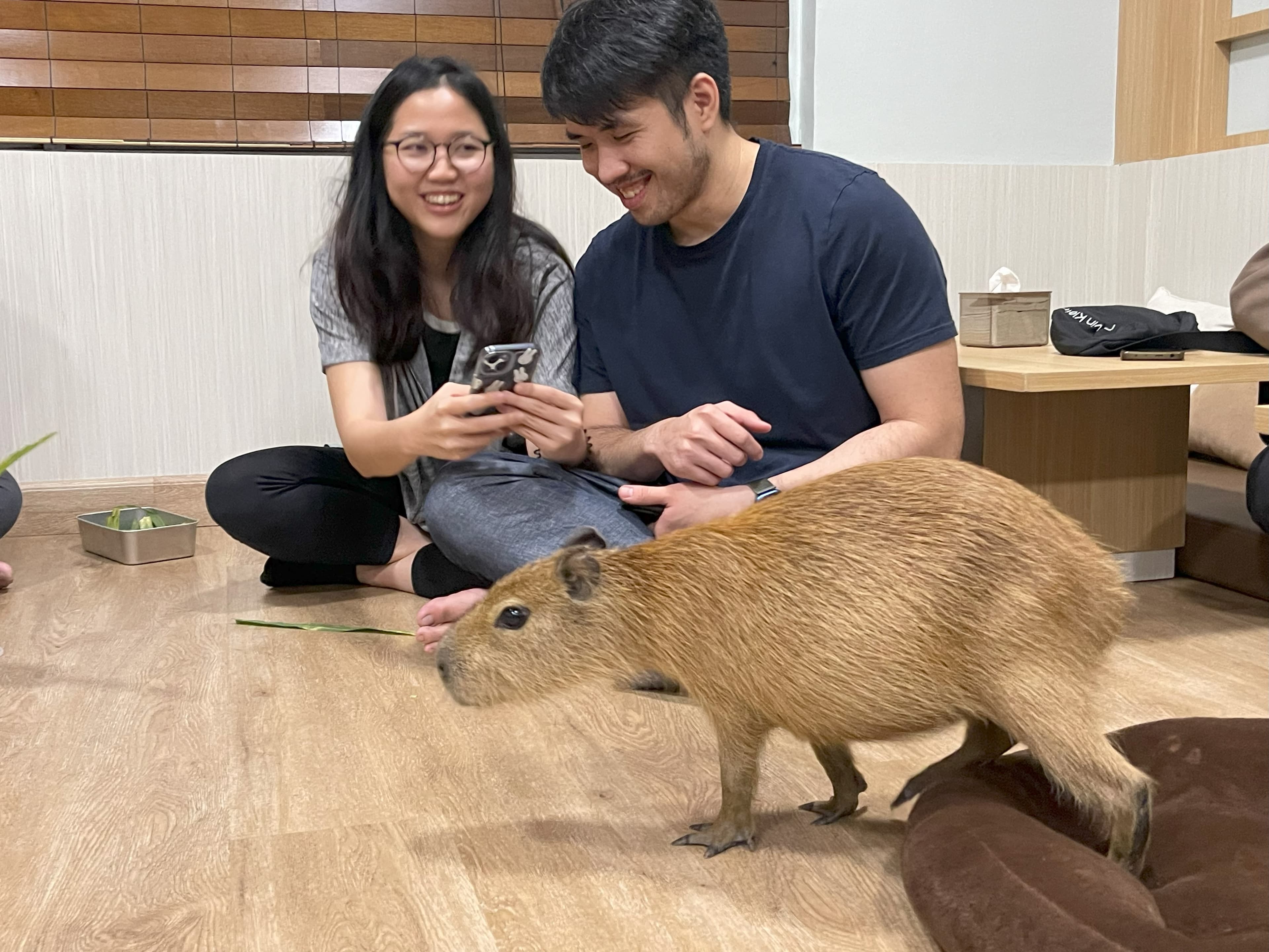 Feeding Capybara
