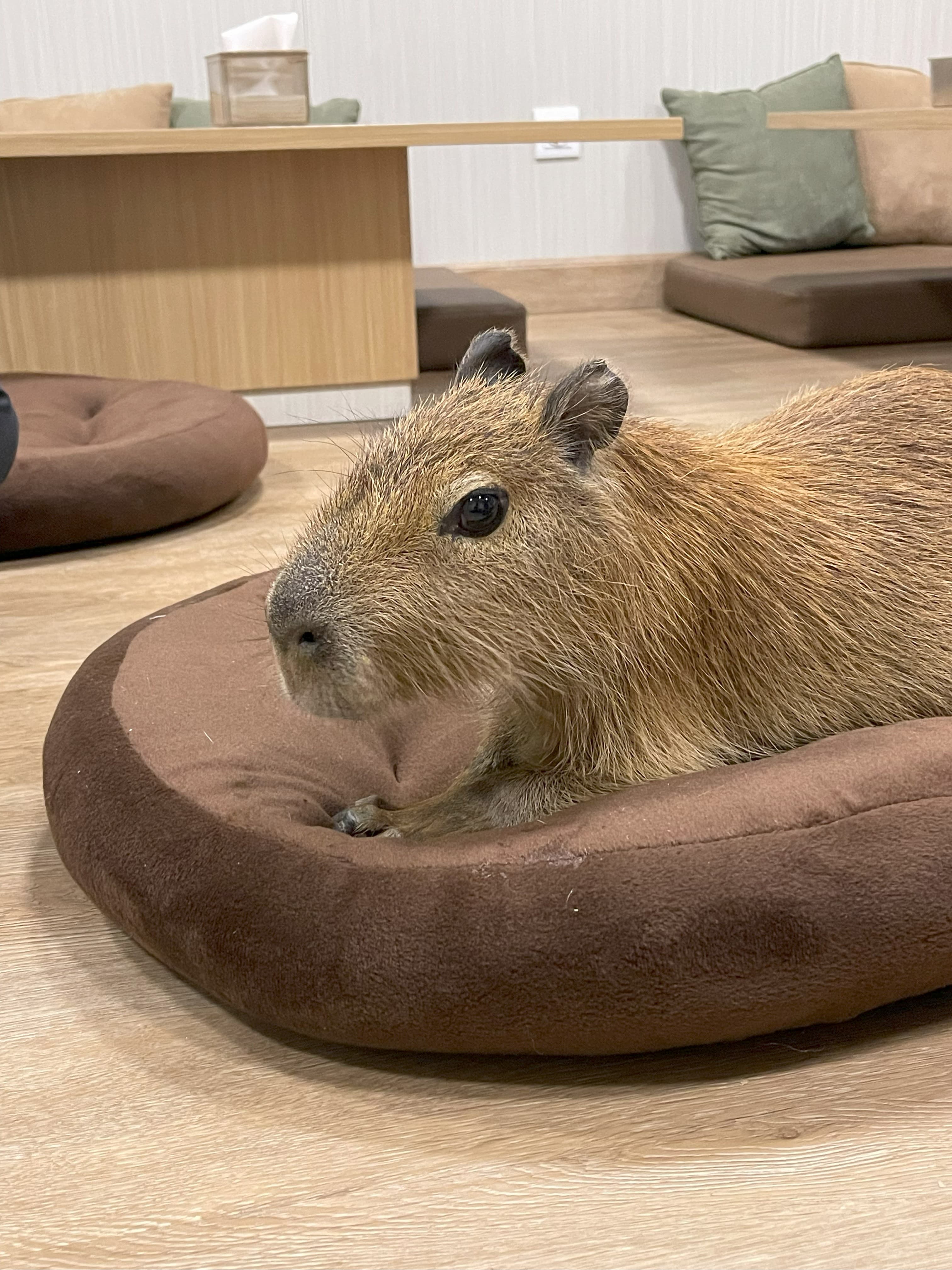 Capibara 4