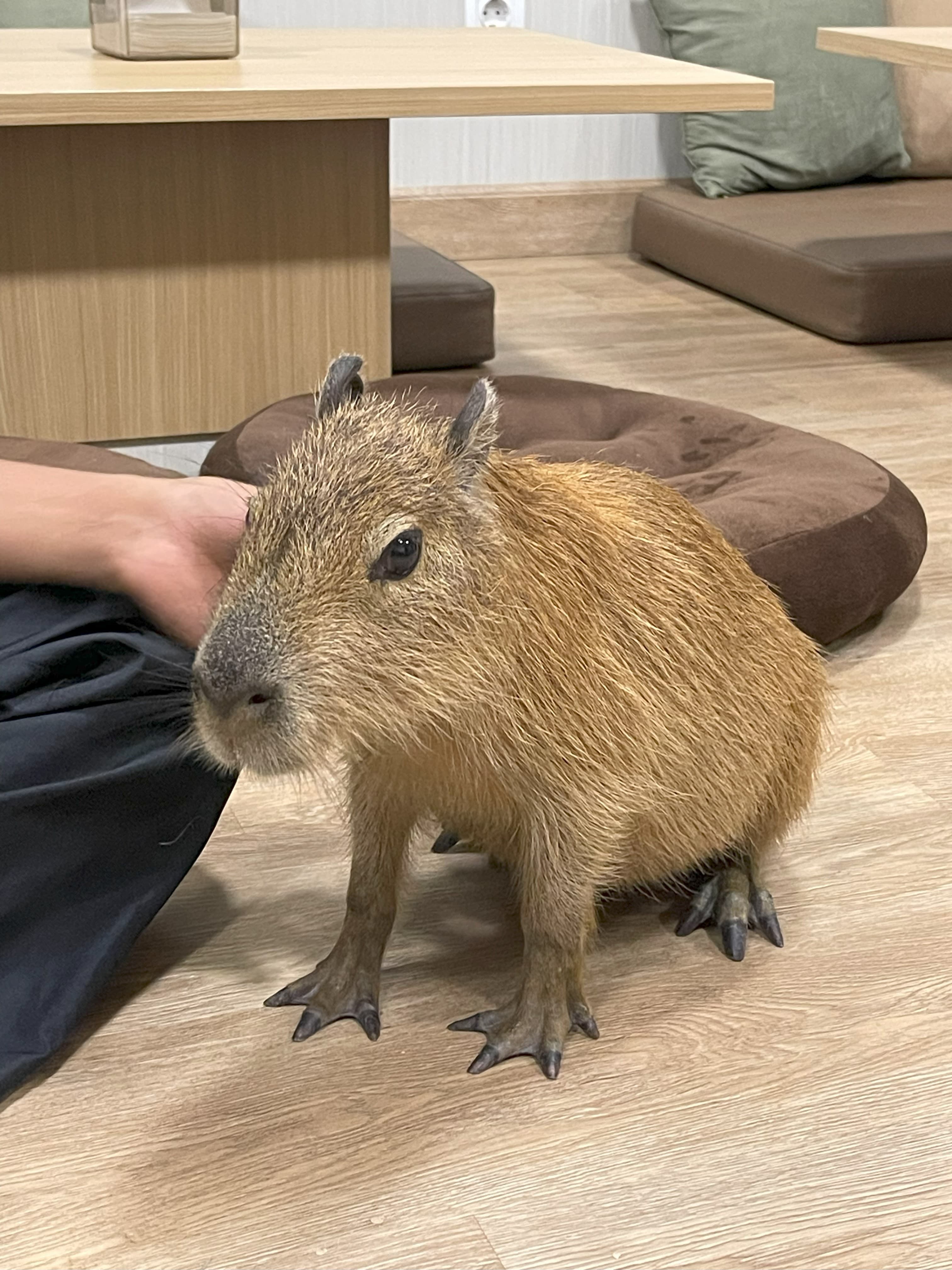 Capibara 5